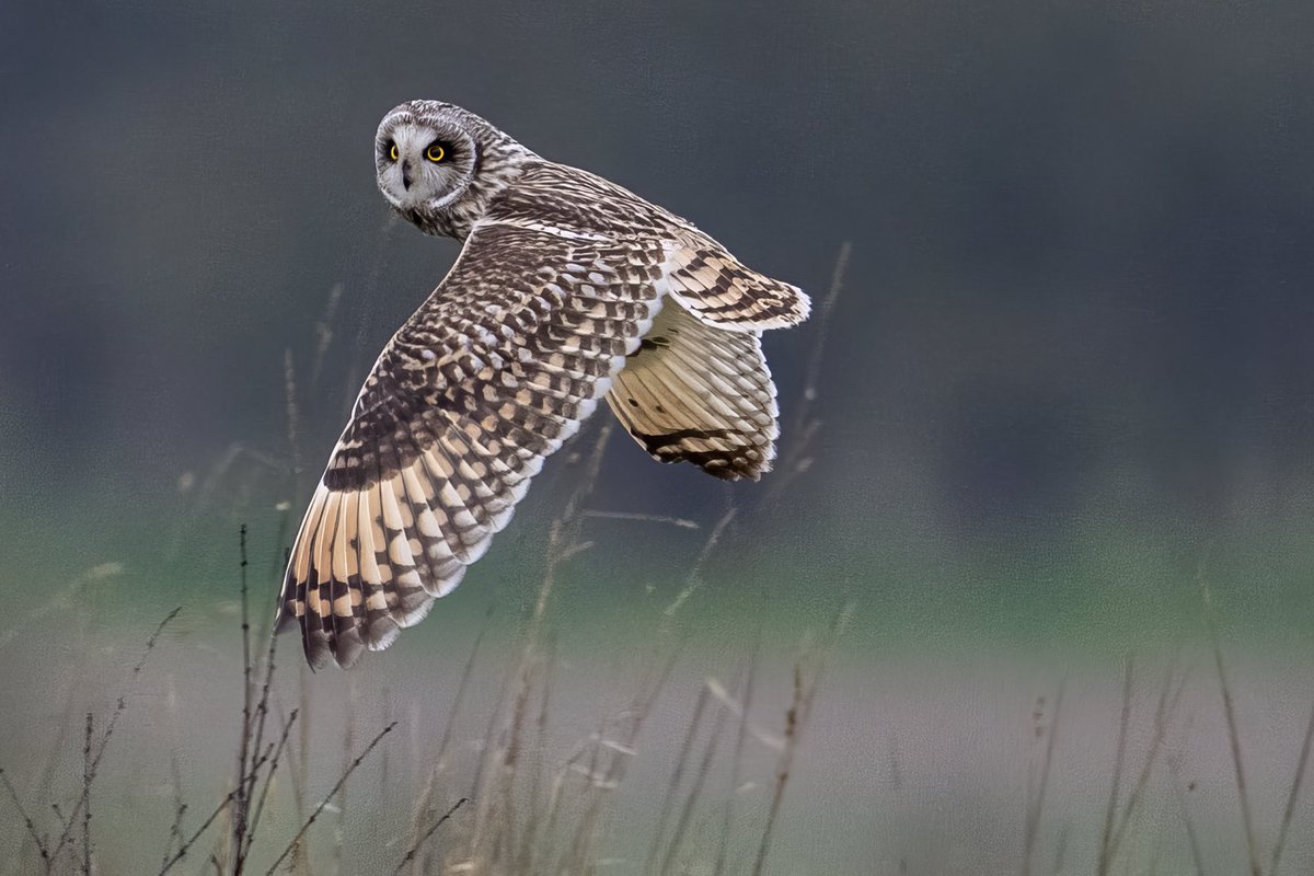 Short Eared Owl, North Dorset #nature #wildlife #BirdsOfTwitter