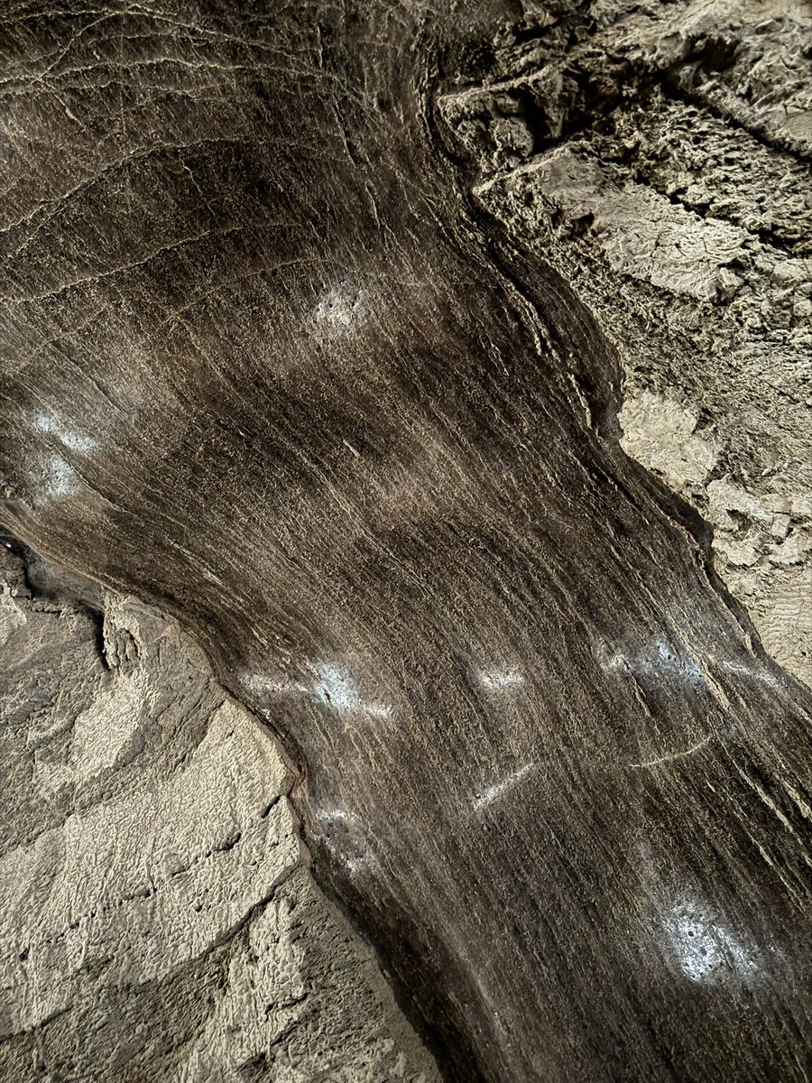 JooCanrio3's tweet image. Doing fieldwork in Fairbanks, Alaska. Sampling permafrost and ice tens of thousands years old in a Permafrost tunnel, and lakes, with the aim of understanding the OM and Hg dynamics. Thanks @polar2e for funding and Katey and Sarah from @uafairbanks. @istecnico @cqe_lisboa @deqist