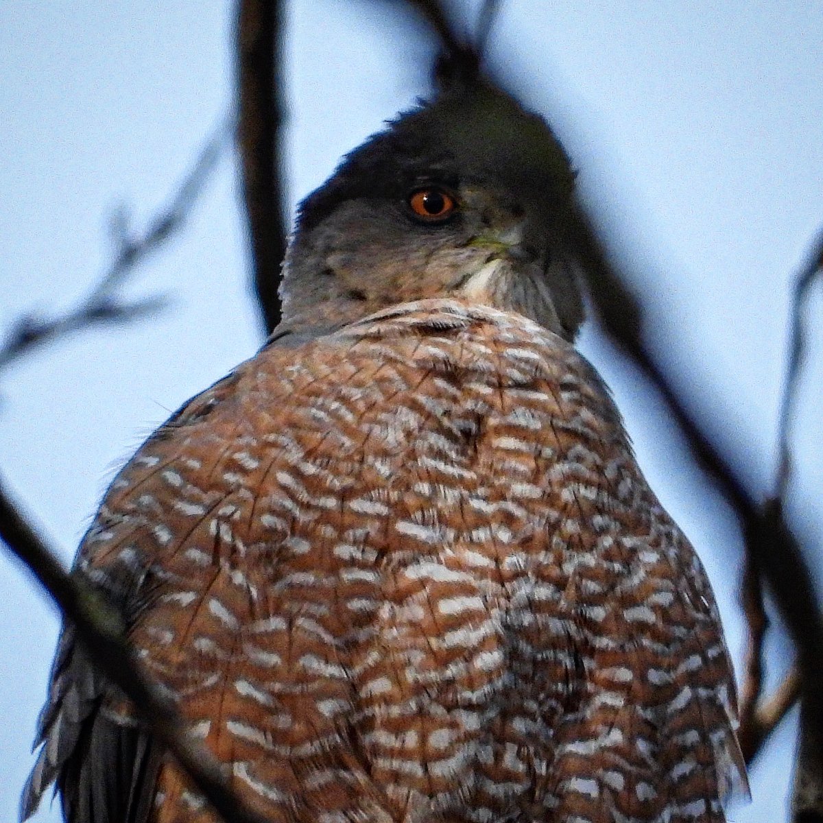 The ✨light✨in this Cooper’s hawk eye - pure magic ✨❤️✨ I love these beautiful raptors. ❤️ he’s watching over his mate, she’s on the nest nearby - delta bc 🇨🇦 Sat 6 April 2024 #coopershawk #raptors #birds #nature #wildlife #wildvancouver