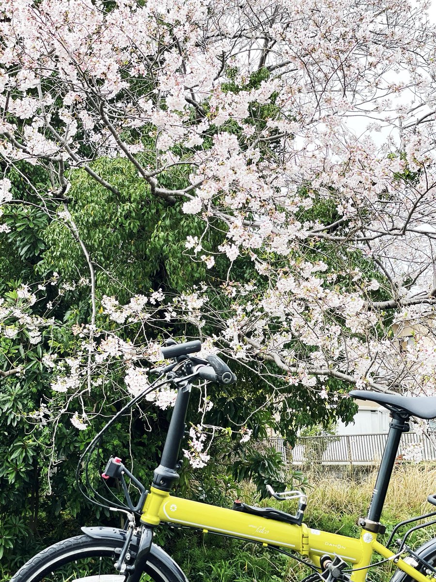 gatto_rosso's tweet photo. 昨日は雨の心配もなかったし市内で用事があったので、久しぶりに自転車乗ってみた。
花粉の飛散は少なくて楽しく走れた。

また自転車通勤再開しようかな

#折りたたみ自転車 #dahon #speedfalco https://t.co/k7JkSTCq5M