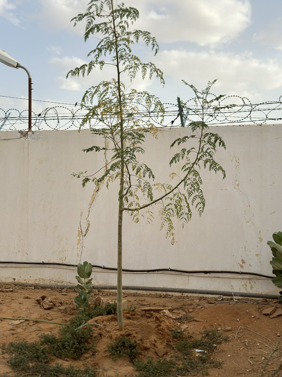 #Mauritanie🇲🇷: à Bassikounou, j’étais ravi de retrouver l’arbre🌳que j’avais planté lors de ma première visite en septembre 2023. 📍Des gestes simples pour ✅ restorer les sols ✅ reverdir notre #environnement ✅ protéger les #écosystèmes ✅ Améliorer le #bien-être🩺 de tous