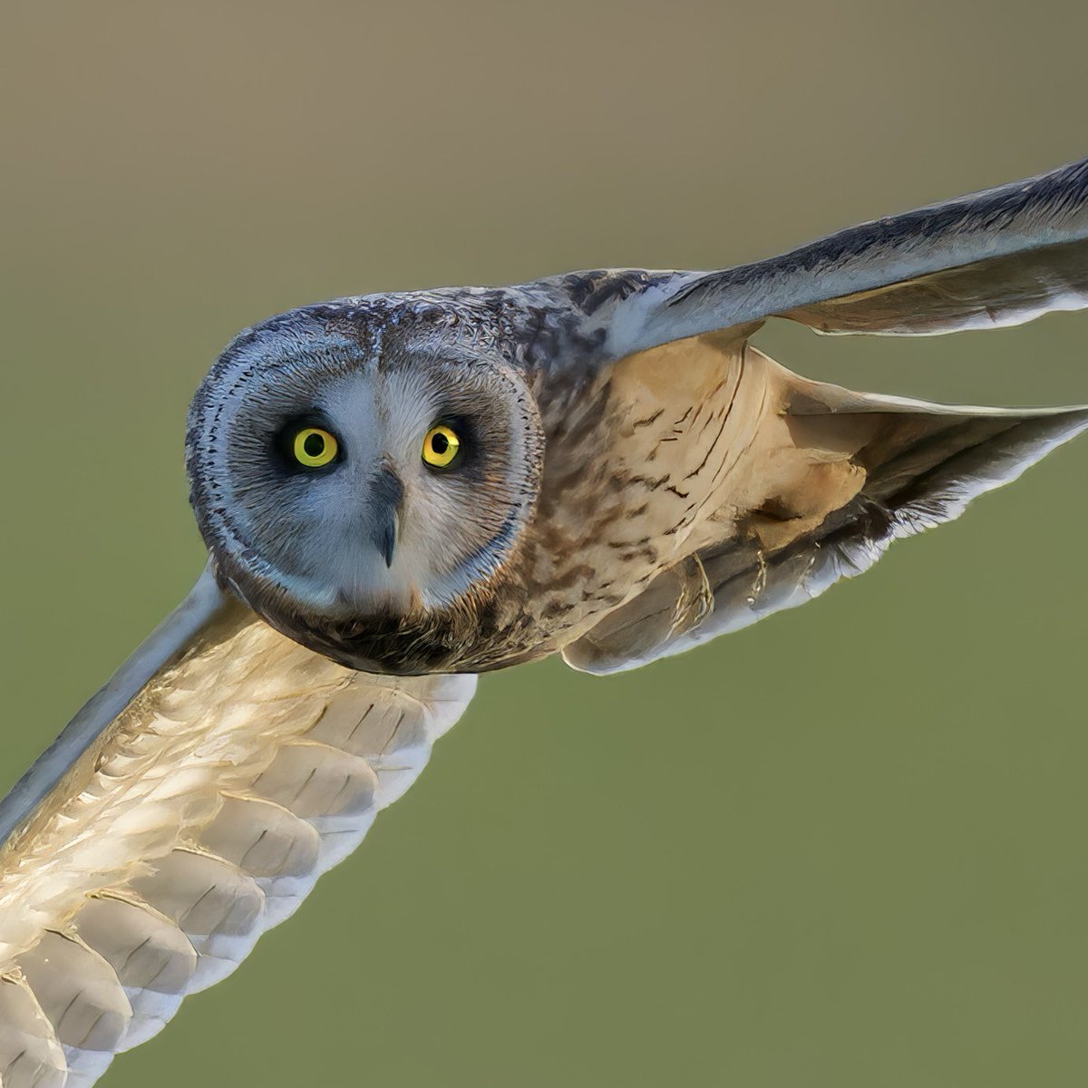 Short eared owl last week at north Dorset @DorsetStudy @DorsetBirdClub @DorsetWildlife @SightingDOR @SonyUK #BBCWildlifePOTD #BirdsOfTwitter #BirdsSeenIn2024 #wildlifephotography