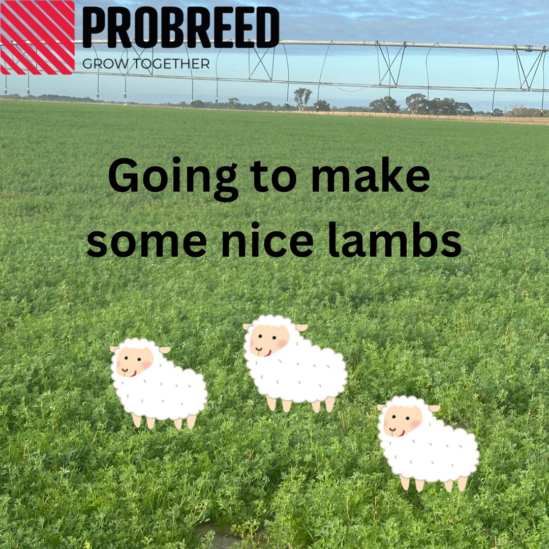 ProBreed's tweet photo. The numbers have been crunched 🧮 the enterprise mix, high fertility Maternals feeding a Terminal system, punching out the cash 🤑 via high kg per Ha lamb 🐑 and managing bio security ☣️ risk by being self replacing. ✅✅✅
#HighFertility #LowRisk #KgPerHa #BioSecurity #ProBreed #MaternalEfficiency #ProductionEfficiency #PrimeLambs #Lambs