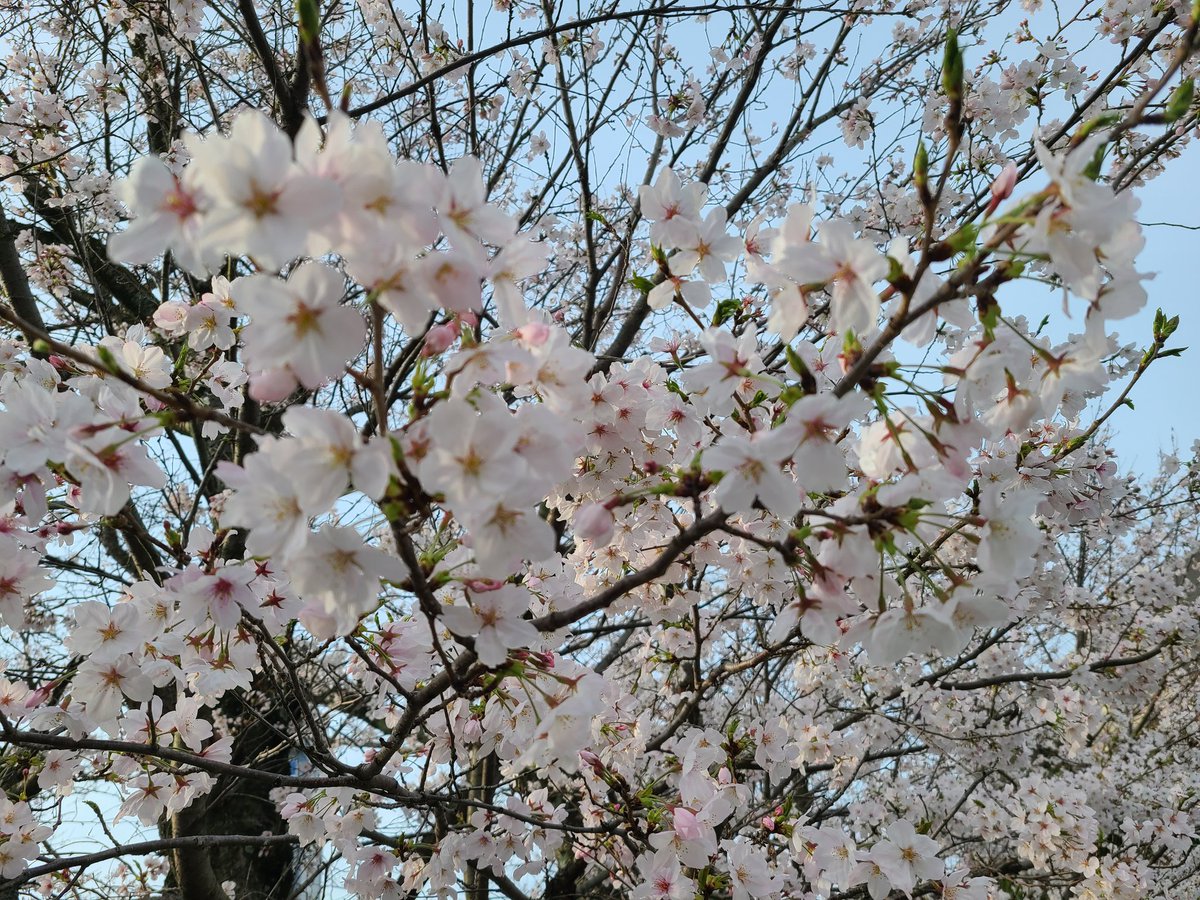 おはようございます🎀
4月7日　日曜日
今日も１日よろしくお願いいたします🎵
#先生さようなら 
#春になったら 
#おはようございます 
#プロフィールを #桜
#花が好き
#花が好きな人と繋がりたい
#TLを花でいっぱいにしよう
#TLを桜でいっぱいにしよう