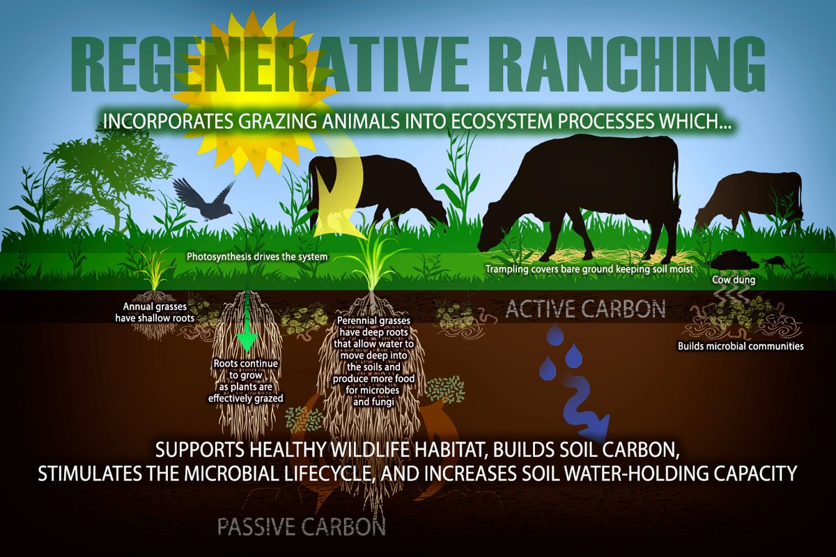 With #EarthDay2024  around the corner, we’re highlighting the #realburgerofearthday and celebrating the #regenerative, #grassfed ranchers that steward our lands, animals, and communities.