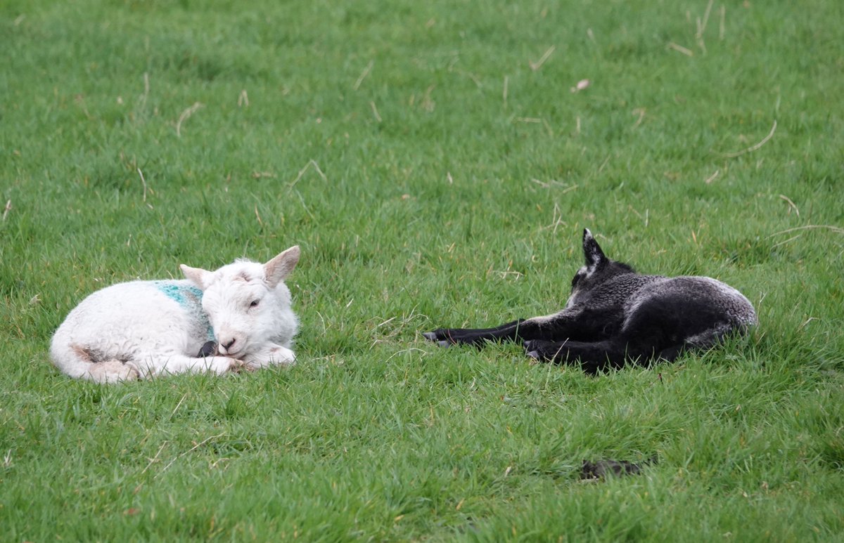 Motivational post-bookselling lambs