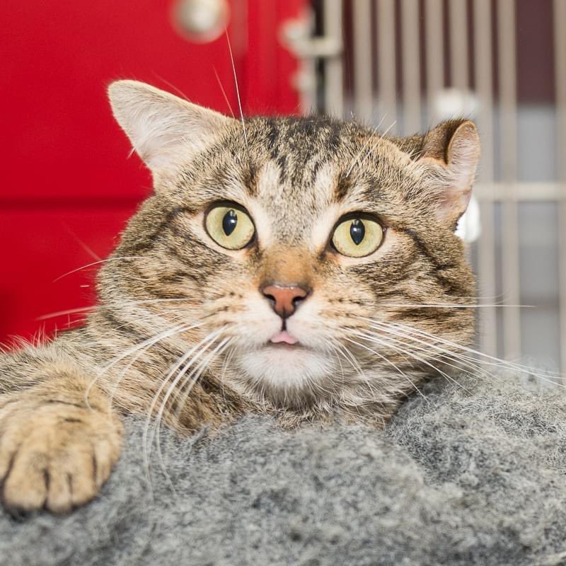 Meet Crue, an affectionate tabby who’s been waiting for a home for over three months! To reward him for his patience, we’ve made him #CatOfTheWeek so he’s just $50! 😻 This loveable guy has it all, including a unique ear! 👂 Check him out at aarcs.ca/animal/a200008…! #Caturday