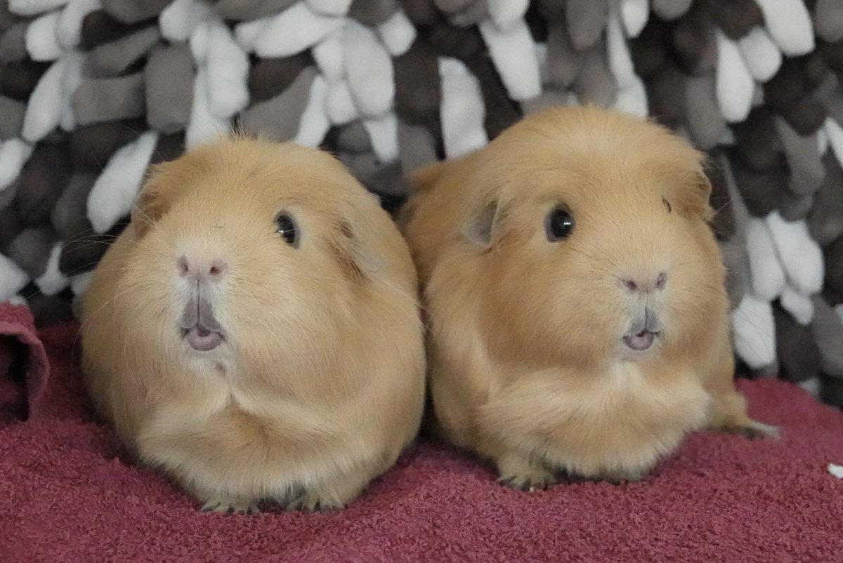 TuftyPiggies tweet media