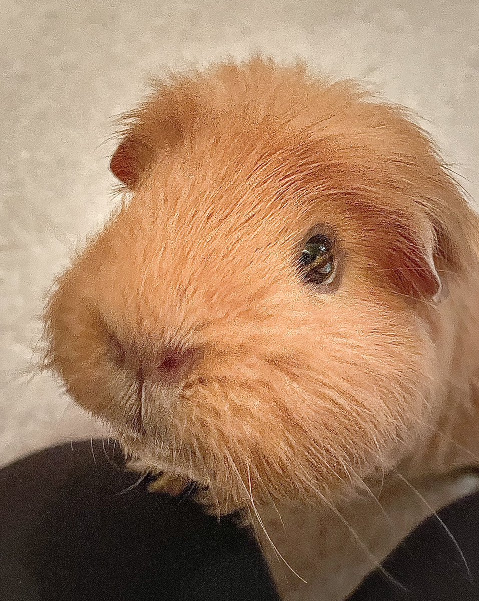 TuftyPiggies tweet media