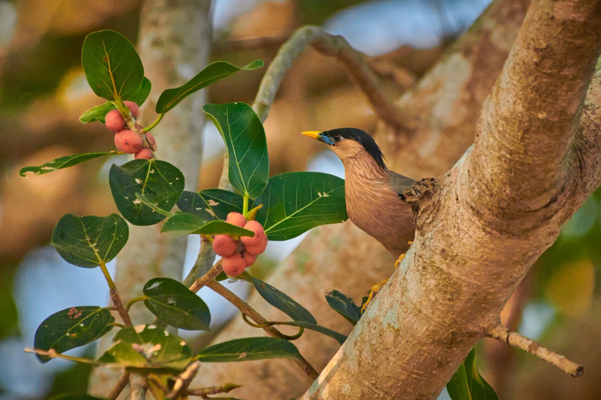 bownaankamal's tweet photo. Birds of Asia.
1) Grey Pelican | Vedanthangal | India
2) Brahminy starling | Lake Kondangi | India
3) Greater coucal | Sirukunram | India
#birdsofasia #coloursofasia #bird #birds #bigfive #bownaankamal #global4nature #asia #santuaryasia #jawswildlife #nikon https://t.co/6Xj1uqqUM9