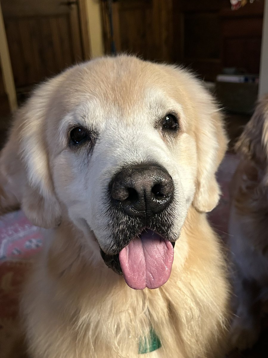 Meet Max, the adorable golden retriever! With his shimmering coat and those captivating eyes, he's the epitome of cuteness. #GoldenRetriever #PuppyLove #AnimalHero