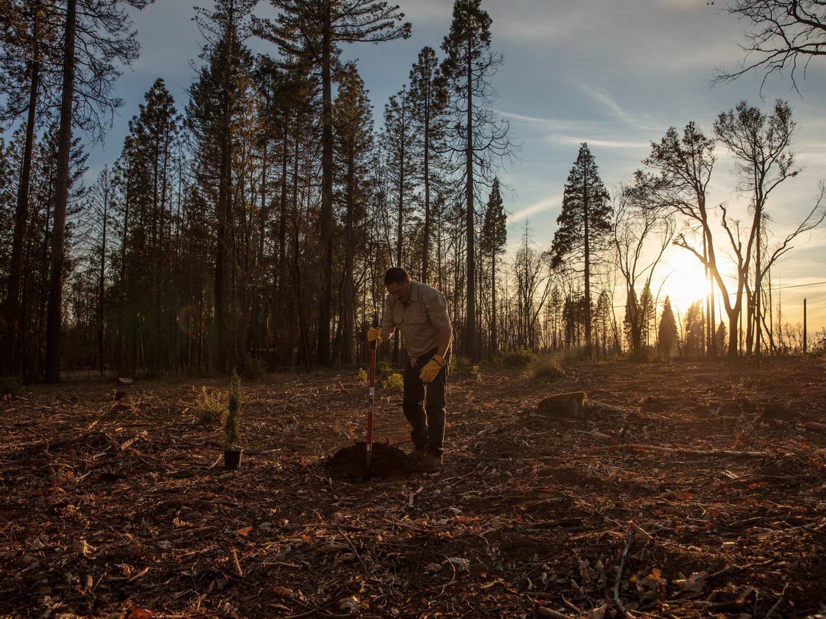 Throwback to our #TeamTrees crew planting in 📍 California The 2018 wildfire season burned through 1.8 million+ acres of forestland 🤯 These 100,000 newly planted trees ensure that communities around the state won't face increasing challenges
