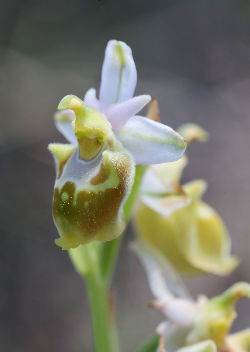 Today had already been a brilliant day for our Orchids of Rhodes tour with a great many lovely orchids of many species seen... and then this happened. A flavescent form of Ophrys calypsus found by tour leaders @dunnjons & @thenewgalaxy. 💛 More treasures to follow tomorrow...