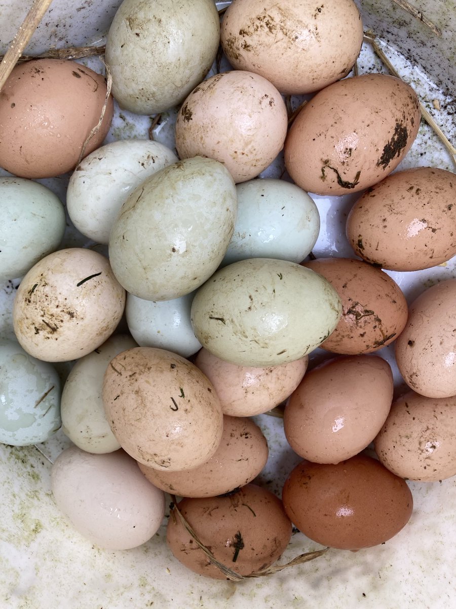 Bit of a technical post. Cleaning eggs: some say never because of the natural “bloom”. But we prefer to. They are done in warm water to keep the membrane inside expanded (protection from bacteria). Any different practices out there? #comments #eggs #cleaning #bloom #smallholding