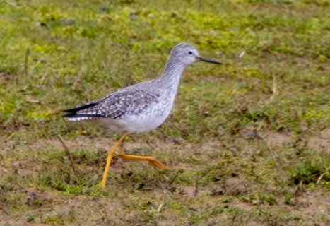 Lesser Yellowlegs on its 200th day at RSPB Frampton on Thursday. Still marshaling the car park.