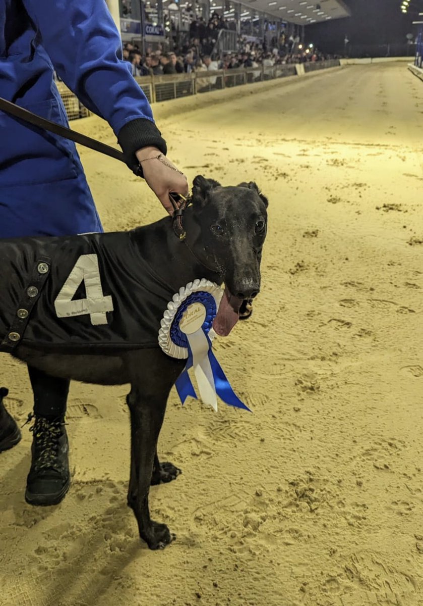 RomfordDogs's tweet image. 🌟Winner of Race 9 - Romford Saturday 6th April 2024

🥇Trap 4 - Da Young Lad 

Trainer🏆- David Mullins 
Owner(s)🐾- Ten Percent Club 

Congratulations to Connections💕