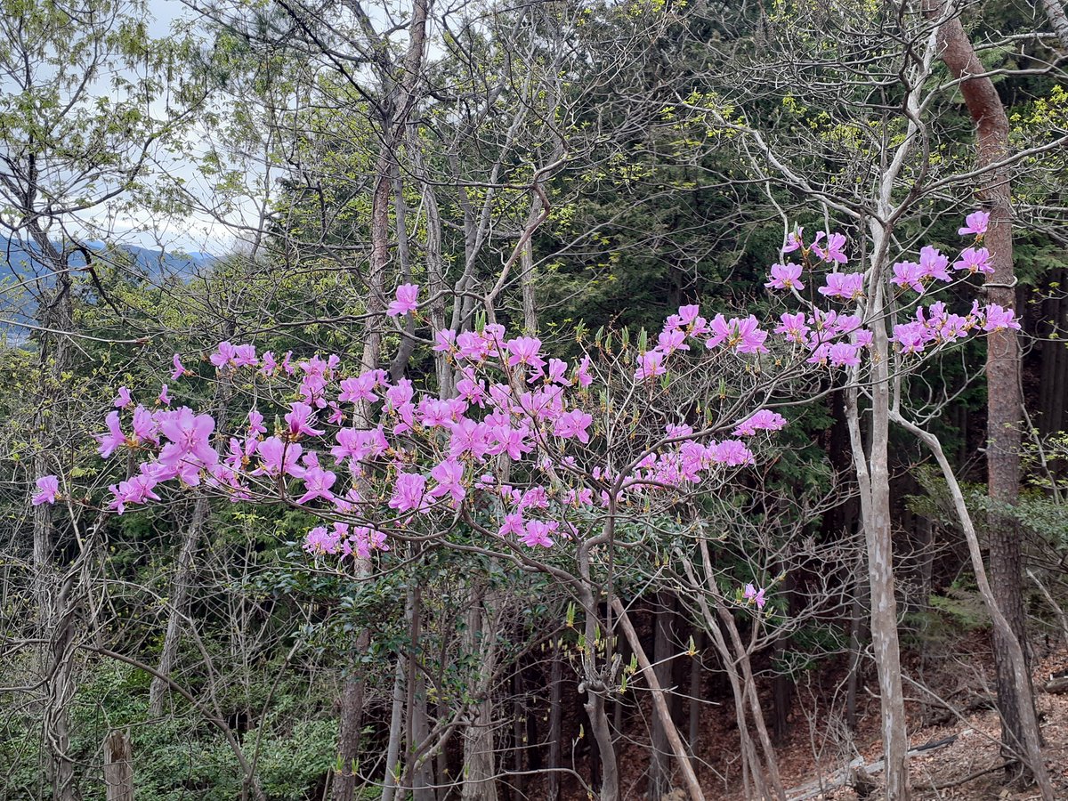 火戸尻山を下山後、佐野市葛生のアド山と嘉多山に登りました。 登山口の嘉多神社は和傘が飾ってあり賑わってました。 登山道にはアカヤシオが咲き始めていました。 #アド山 #嘉多山