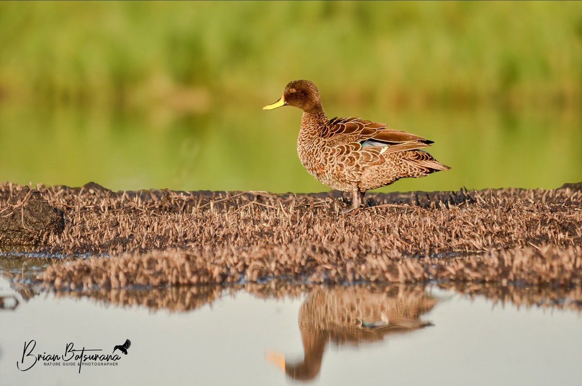 || REFLECTION || 

The meditative beauty of a Yellow-billed Duck ( Anas undulata ) with its bright yellow bill visible over a long distance is just stunning. 

📍Lutembe Wetland

#birds #birdsofuganda   #birdphotography #IamFGASA #natureguide @ExploreUganda #birdsoftheworld