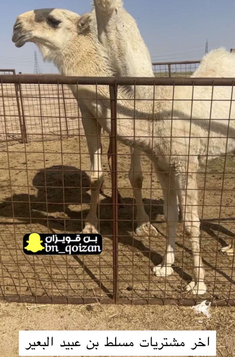 مُشترى : مسلط بن عبيد البعيّر 🔥🤙🏻