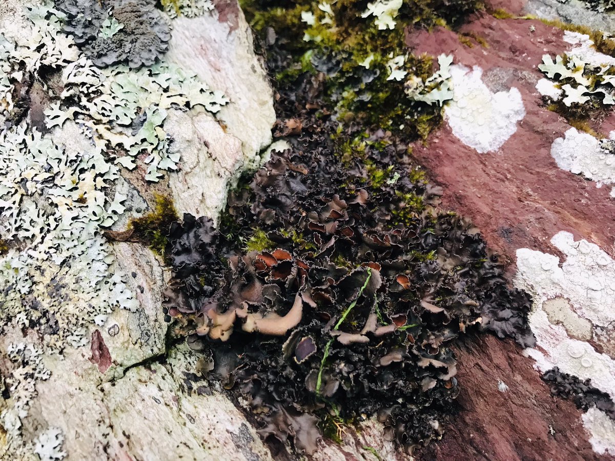 On the wild Atlantic edge of Ireland, gnarled oak trees dip their crooked branches into the waters and emerge carrying seaweed. These branches play host to a coral reef of lichens - from the scallop-shelled Degelia atlantica to the kidney-fruited Nephroma parile: