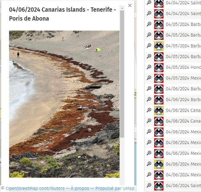 Apr. 6th 2024 #CanariasIslands #Tenerife #Espana #Spain #Espagne

Video on the Official Map here--> 
sargassummonitoring.com

#sargassum #sargasso #sargazo #sargasses #sargassummonitoring #SurveillancedesSargasses #MonitoreodeSargazo  #CitizenScience #sargassumseaweedupdates