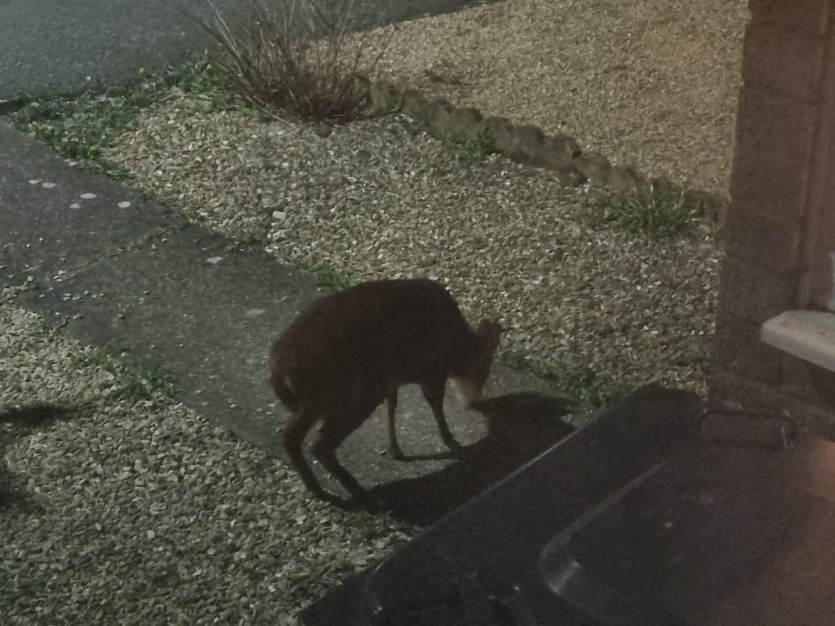 A nighttime visitor feeding on the seed left out by our front door for our resident ducks.