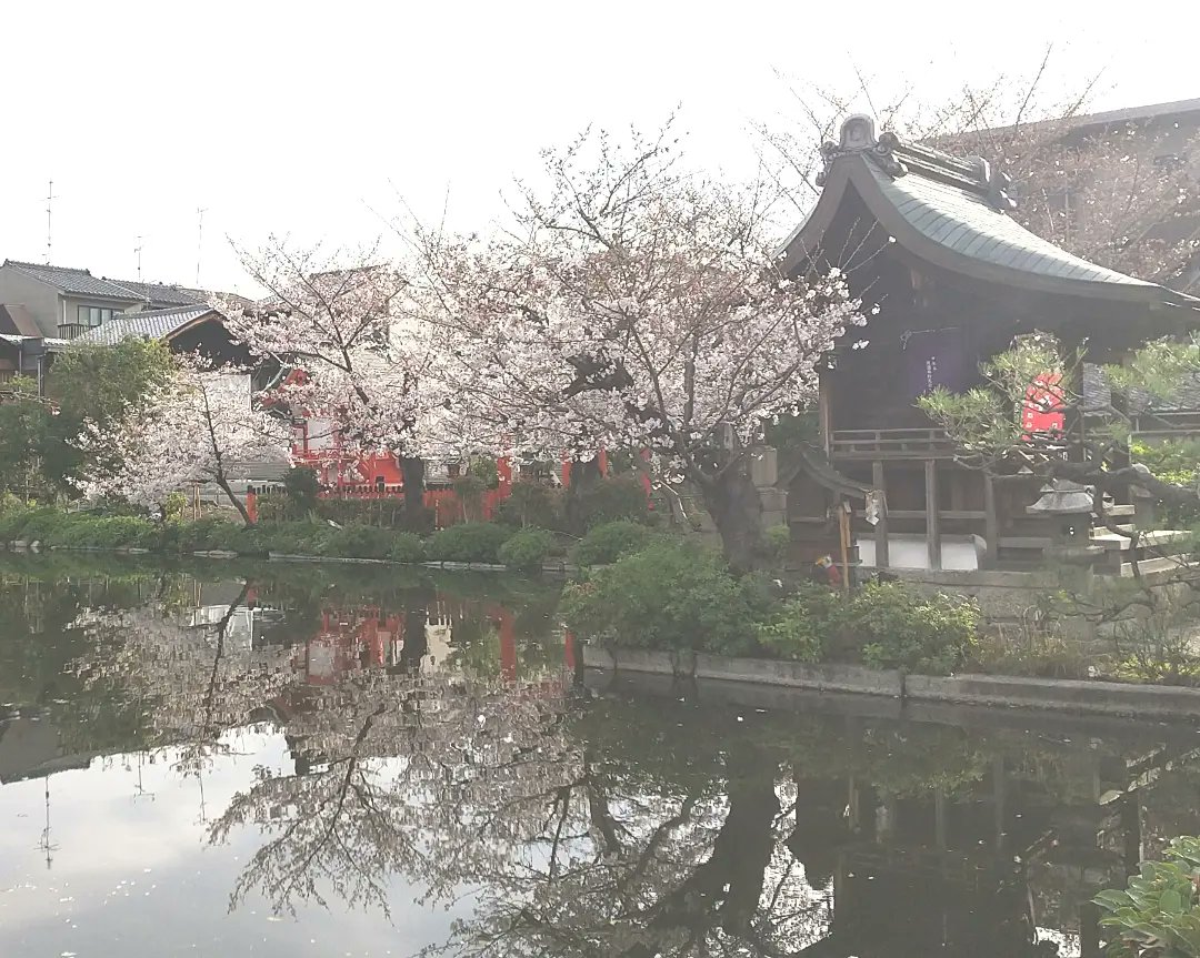 京都の神泉苑です。嵯峨天皇が神泉苑で桜を愛でながら桜花宴を開いたのが花見の始まりとされています。桜花宴と嵯峨天皇の御朱印をいただきました。 #京都 #神泉苑 #嵯峨天皇 #桜花宴 #桜 #御朱印