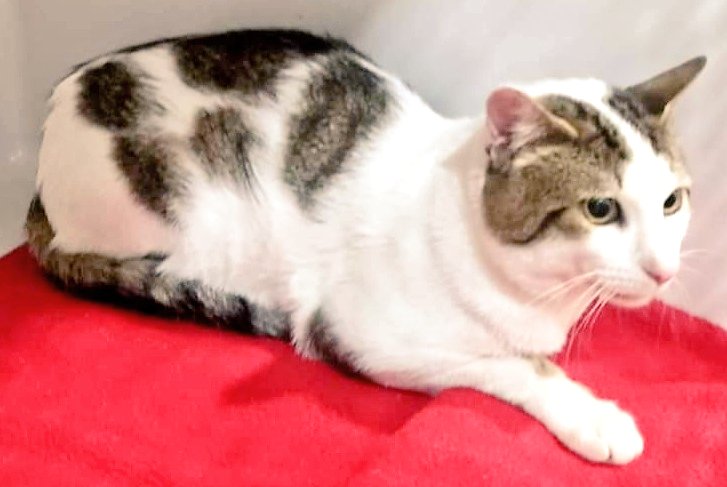 Gats trobats a #Mataró (Camí de Can Puig - clar - i a Cinc Sènies - taques). Cap d'ells amb microxip, si saps d'algú q els està cercant &gt; 93 756 60 66 #xarxabarcelonatrobats #gràcies #maresme