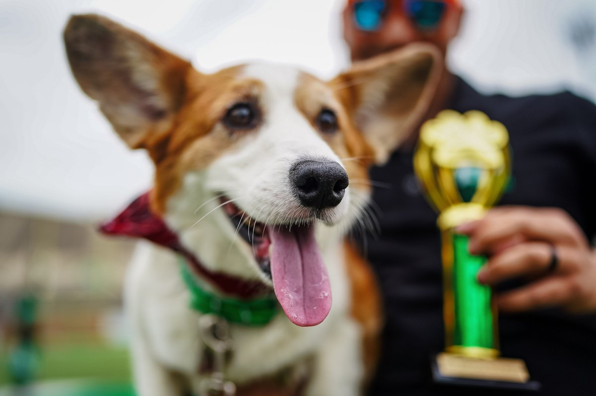 Congratulations to our corgi race champion, Sriracha! 🏁🐶