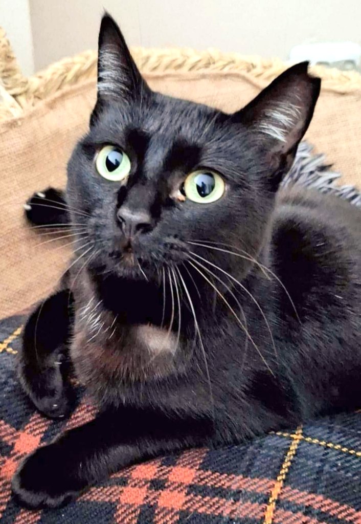 Gateta en #adopció 😻 Té 2 anyets i és mooooolt bona, si la vols conèixer &gt; 629 70 66 31 #xarxabarcelonaadopcions #gràcies #maresme #adopta