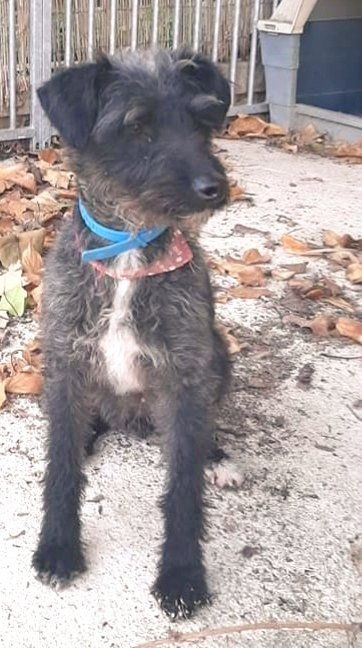 Gosseta trobada a #Palafolls (Vallplana), si coneixes la seva família &gt; 665 728 400 #xarxabarcelonatrobats #gràcies #maresme