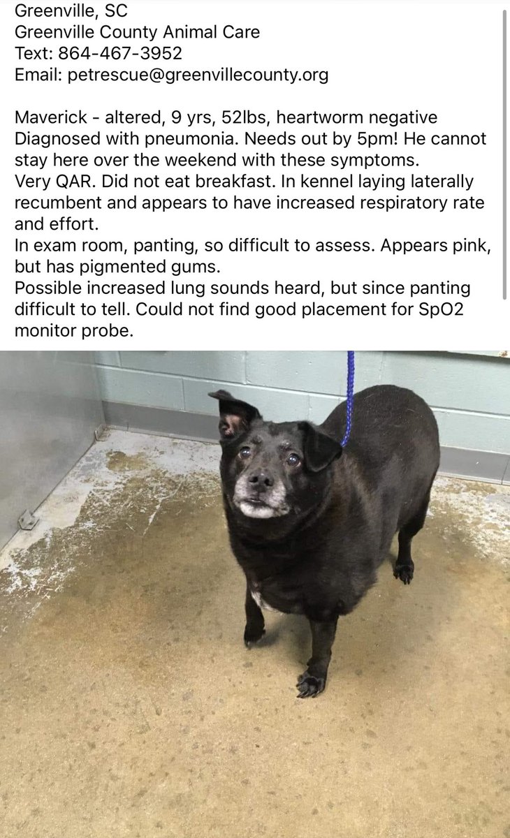 Could use pledges for rescue!
Very urgent! 
📍 Greenville, SC
☎️ call or text 864-467-3952 
#AdoptDontShop #seniordog #yeahthatgreenville #SouthCarolina @Dubs4Mutts @G4TXNYCpups