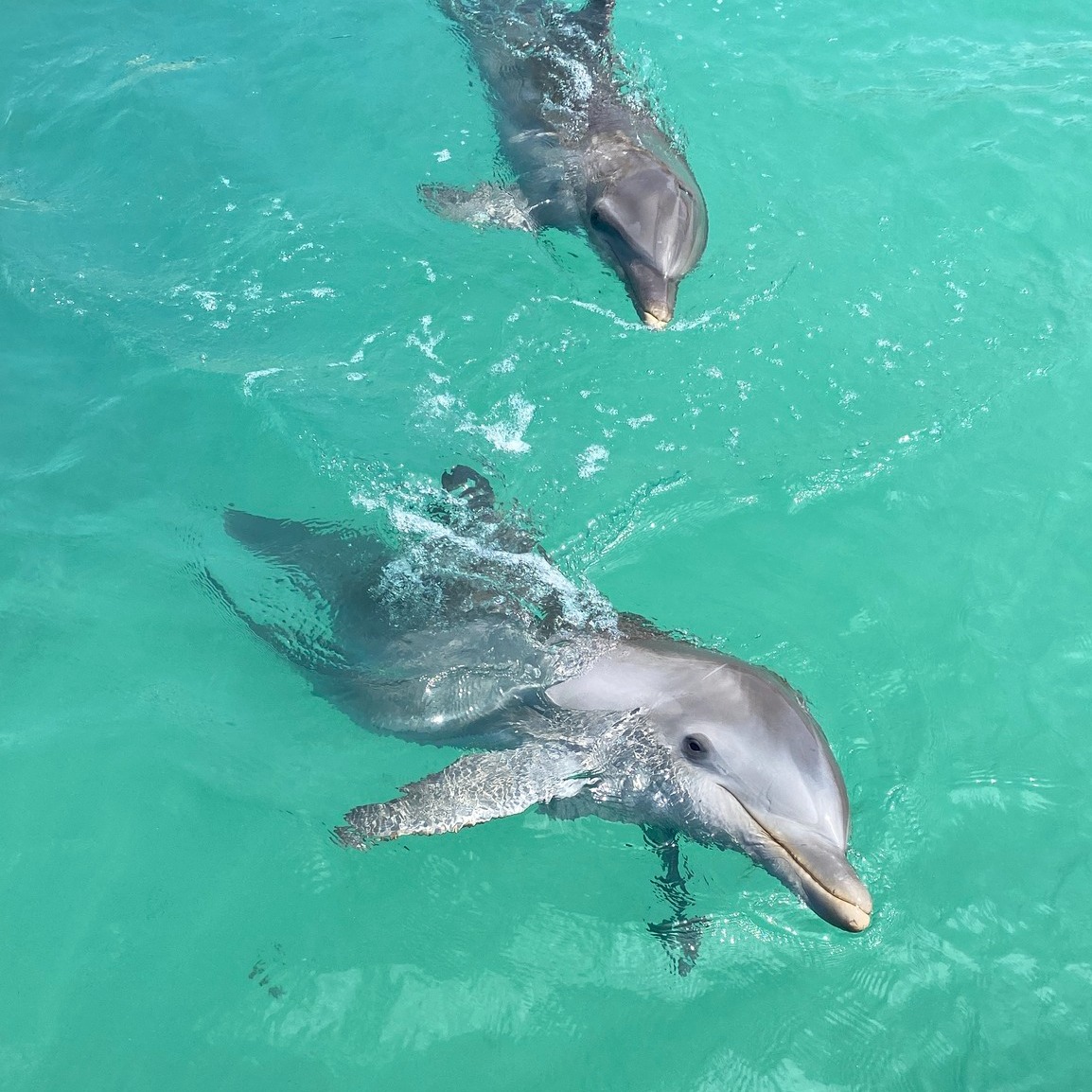 Do you want to enjoy the sea and the sun? Come to Dolphin Discovery and live an unforgettable day in our facilities. ☀️🌴

#Dolphins #Delfines #DolphinDiscovery