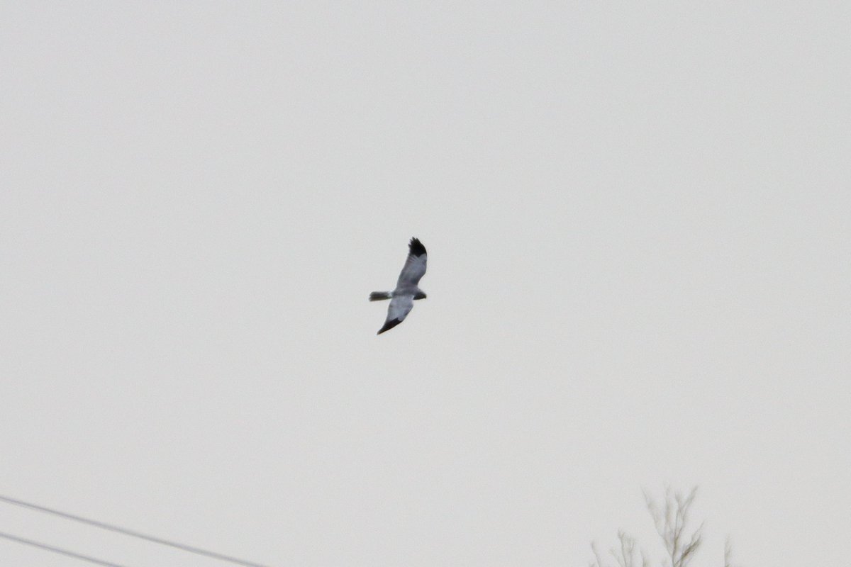 A decent first day in the Vendee, France with 2 Black-winged kite, 2 Hen Harrier, 6 singing Nightingale, Black Redstart, 3 Zitting Cisticola, 2 Woodlark and 2 Cuckoo being the highlights.