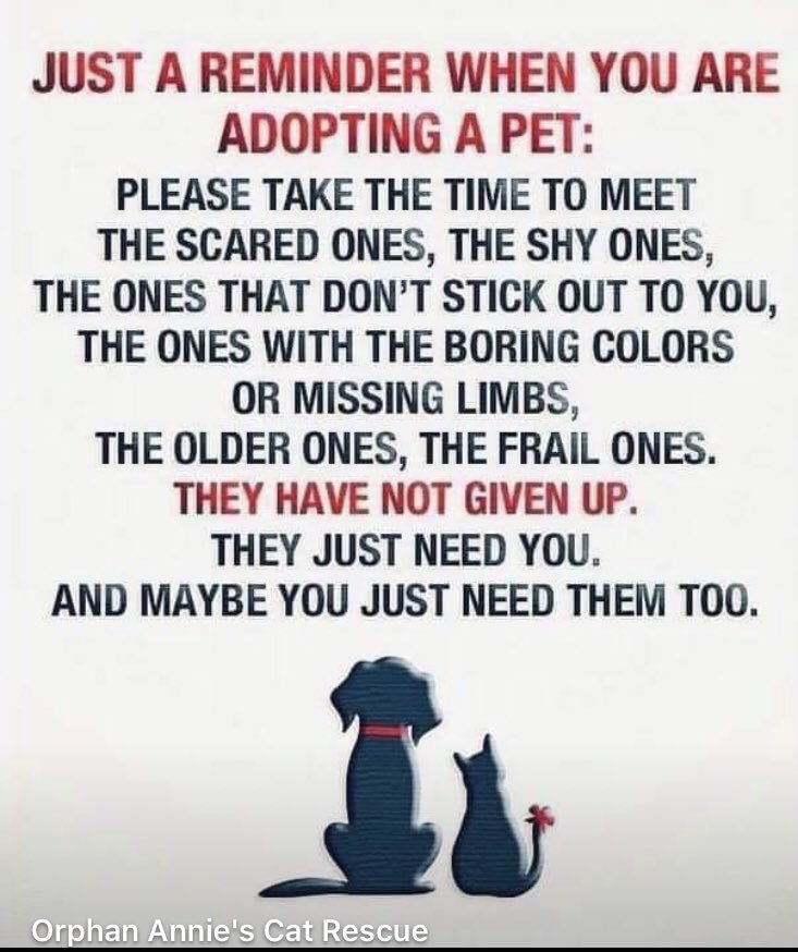 #OTLFP Don't walk past the scared, the timid, the old, the boring colors, the ones missing an eye or a leg. They have so much love to give and just need to be given a chance, given love, given a furever home. Open your heart and it will be filled with a fur's love💖