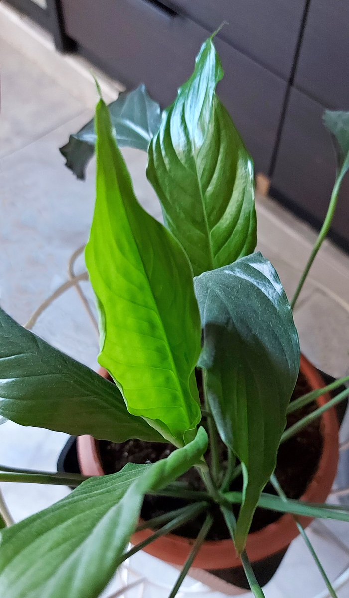 Spathiphyllum #greece #attica #plant #plants #spathiphyllum #leaf #leaves