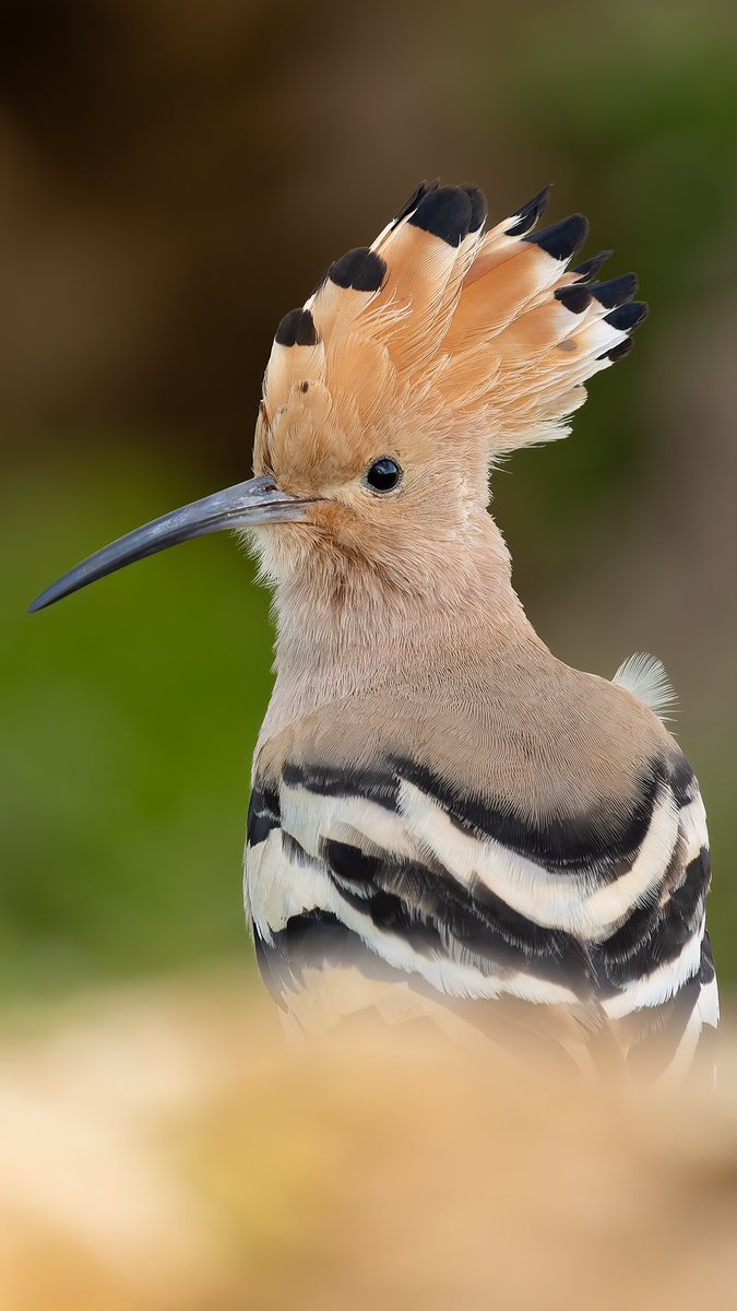 İbibik • Eurasian Hoopoe
Sony A1
Sony FE 200-600mm
#sonyalpha #sonyalphatr