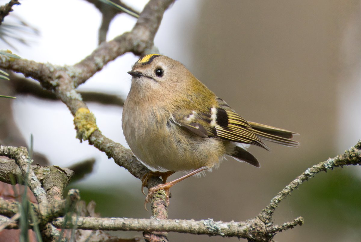 Goldcrest from yesterday in my local Bexleyheath wood.