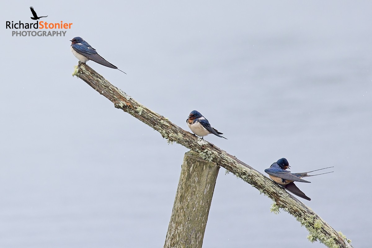 Swallows showing well at Porth Hellick this afternoon in the showers...