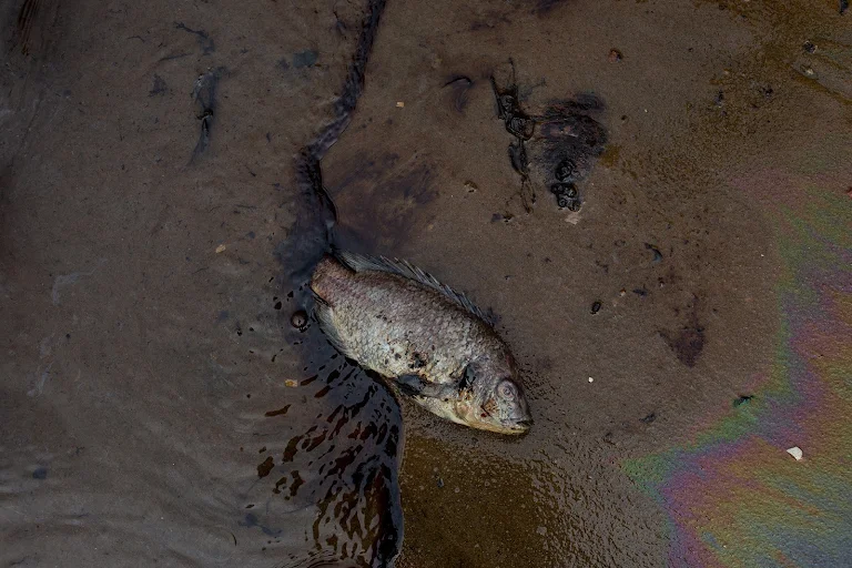 The Caravan (@thecaravanindia) on Twitter photo Industrial effluents, and the daily discharge of fly ash and hot water by thermal plants, have severely affected fish, prawn, crabs and oysters in Ennore.
📸: <a href="/chempkumar/">M. Palanikumar photography</a>
✍️: <a href="/SSukruti/">Sukruti Anah Staneley</a>
caravanmagazine.in/environment/gr… Industrial effluents, and the daily discharge of fly ash and hot water by thermal plants, have severely affected fish, prawn, crabs and oysters in Ennore.
📸: <a href="/chempkumar/">M. Palanikumar photography</a>
✍️: <a href="/SSukruti/">Sukruti Anah Staneley</a>
caravanmagazine.in/environment/gr…