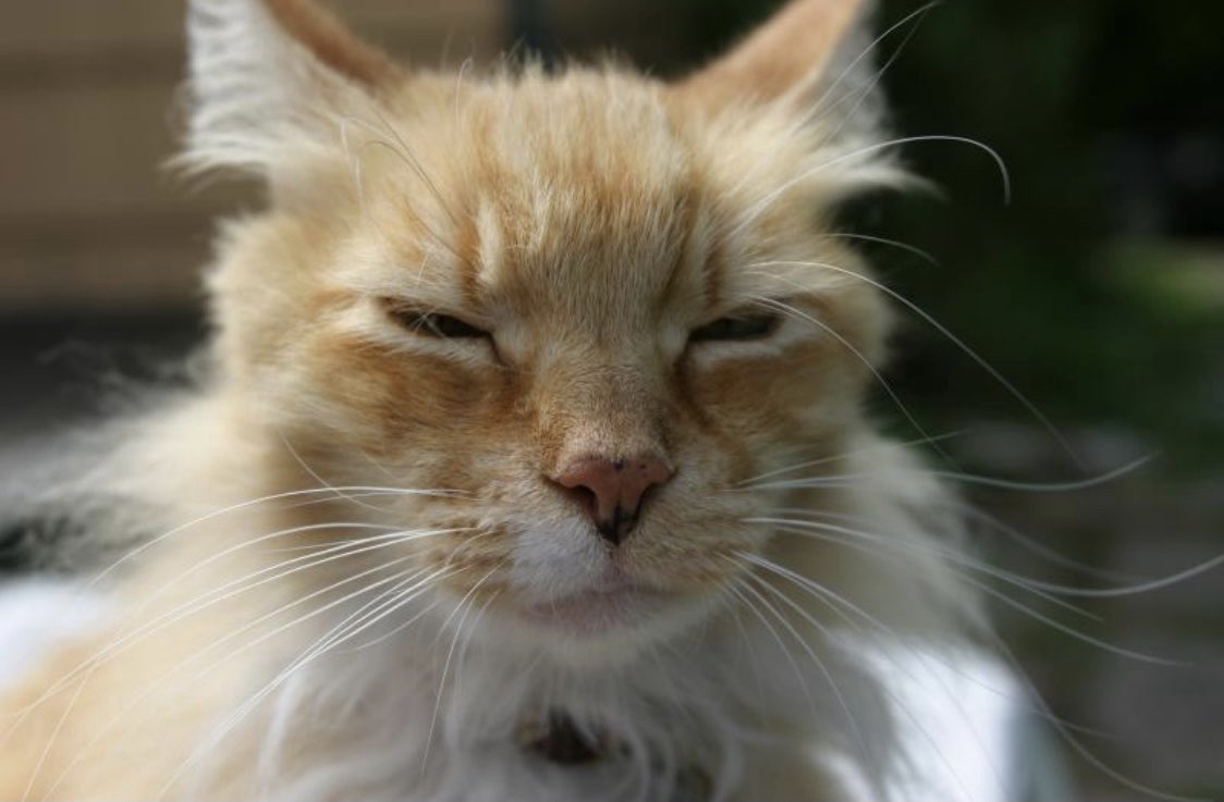 eser_ayanoglu's tweet photo. Biricik kedimiz Aslan, 19 yıllık arkadaş
Our dear cat Aslan, was a friend for 19 years https://t.co/XSBdfk61k7