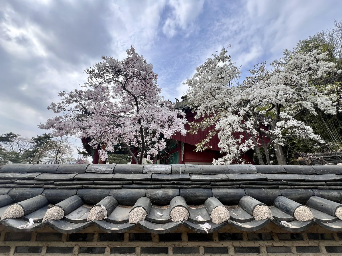 Korean Spring 
#NFTCommunity #nftphotographer 
#Bitcoin