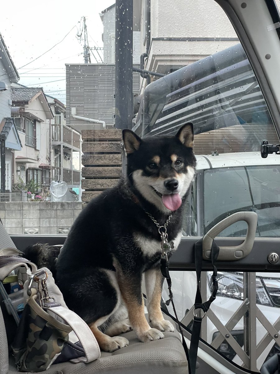 とーちゃん！ 今朝はセブンだね╰(*´︶`*)╯♡ いい気分で バス乗って行ってきまーす⚾️ #柴犬のいる暮らし ＃柴犬 #shibainu ＃犬のいる幸せ #黒柴 #柴犬のいる幸せ #柴犬を崇めよ #犬好きさんと繋がりたい #セブンイレブン