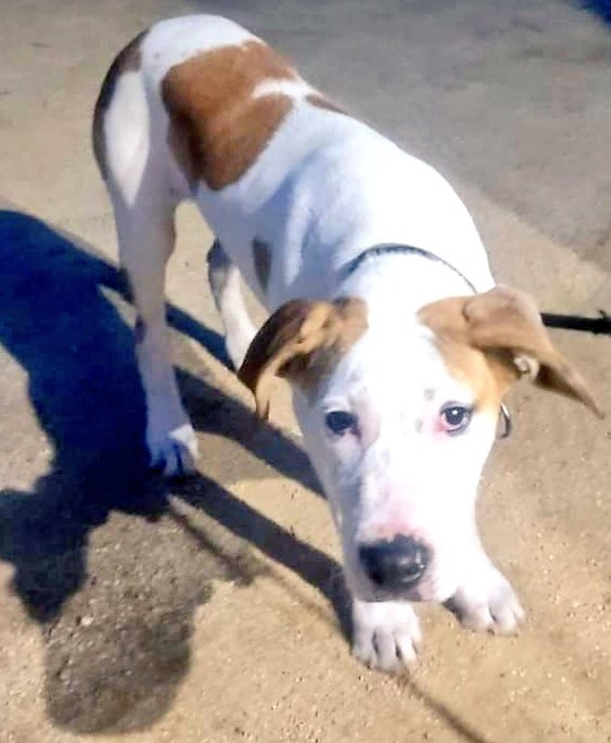 Gos trobat a #Mataró (c/Nou de la Mercè). No porta microxip, si saps d'algú q l'està cercant &gt; 93 756 60 66 #xarxabarcelonatrobats #gràcies #maresme