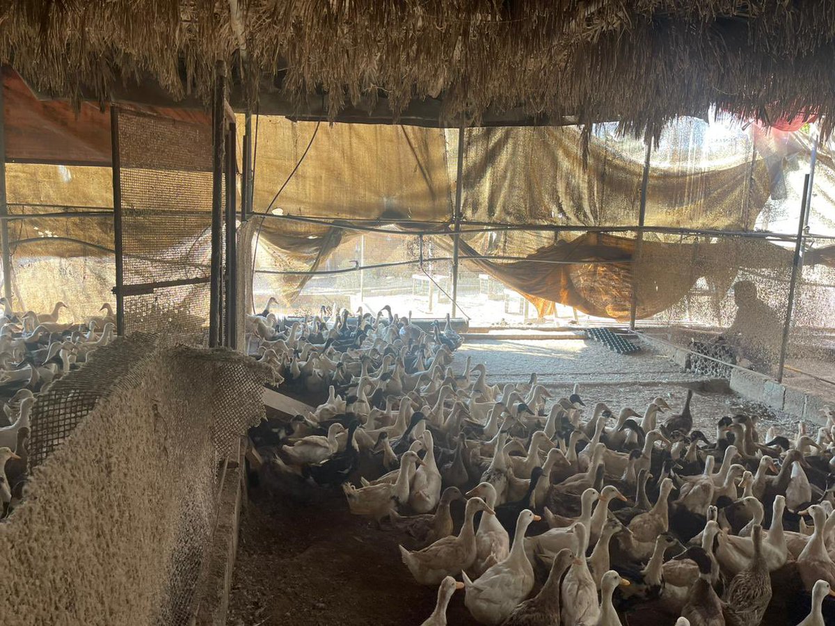 VBAprho19's tweet photo. Balut and Penoy Wholesale Seller - For Inquiries please feel free to call / WhatsApp message mobile number 054 445 7219 
#egg #chicken #photooftheday #photography #foodstagram #exoticfood #foodlover #pinoyfood #balutseller #eggseller #dubai #pinoyfood #pinoyexocticstreetfood https://t.co/vqD8acB2xy