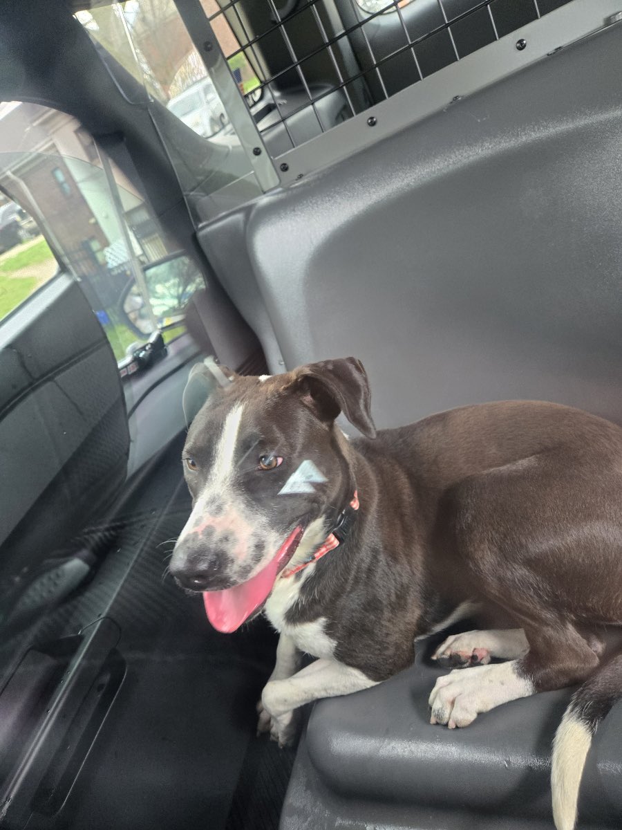 This friendly dog was just found roaming the streets here in South Philly by one of our officers. While we’d love to have another K9 on the job, we think this dog’s owners may want them back even more. This good dog was taken to ACCT Philly @ 111 W Hunting Park Ave. @ACCTPhilly