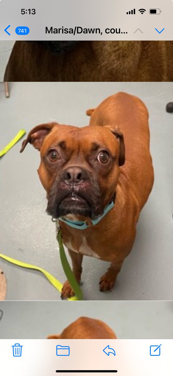 This poor young boxer boy was found running around a gas station in Brooklyn . He is now at the city shelter. We are looking for a foster with a young female or no other dog home. No cats. Please help us get him out. #Brooklyn #fosterme #boxerdogs #boxerdoglover #fosterssavelives