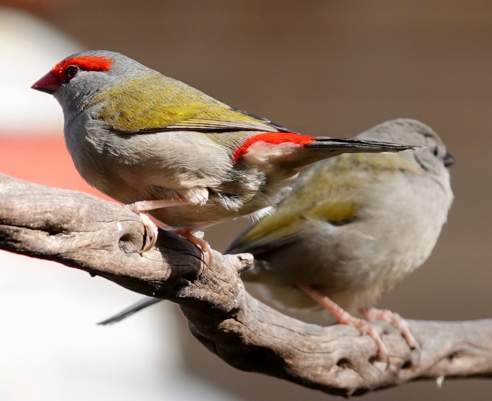 #FirstSeenAndHeard #FSAH Seen: Red-browed Finch. Heard: Laughing Kookaburra. South Gippsland, Australia @birdemergency #birdwatching #Birding #birdphotography #WildOz #bird #TwitterNatureCommunity #BirdsSeenIn2024 #SonyRX10iv