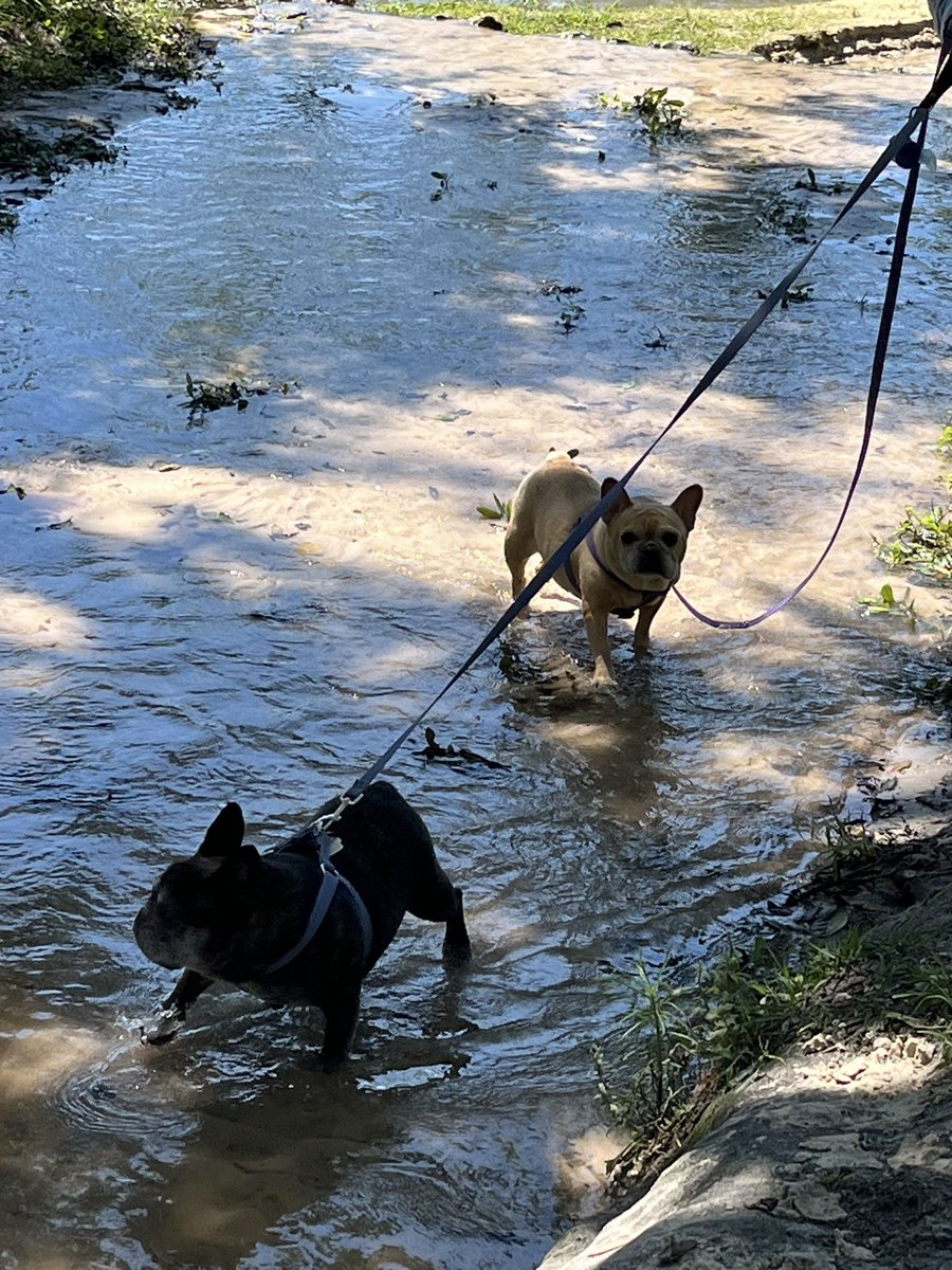 We went swimming!!!!!! 👙🩲#squishatinis #frenchbulldog #dogsofX