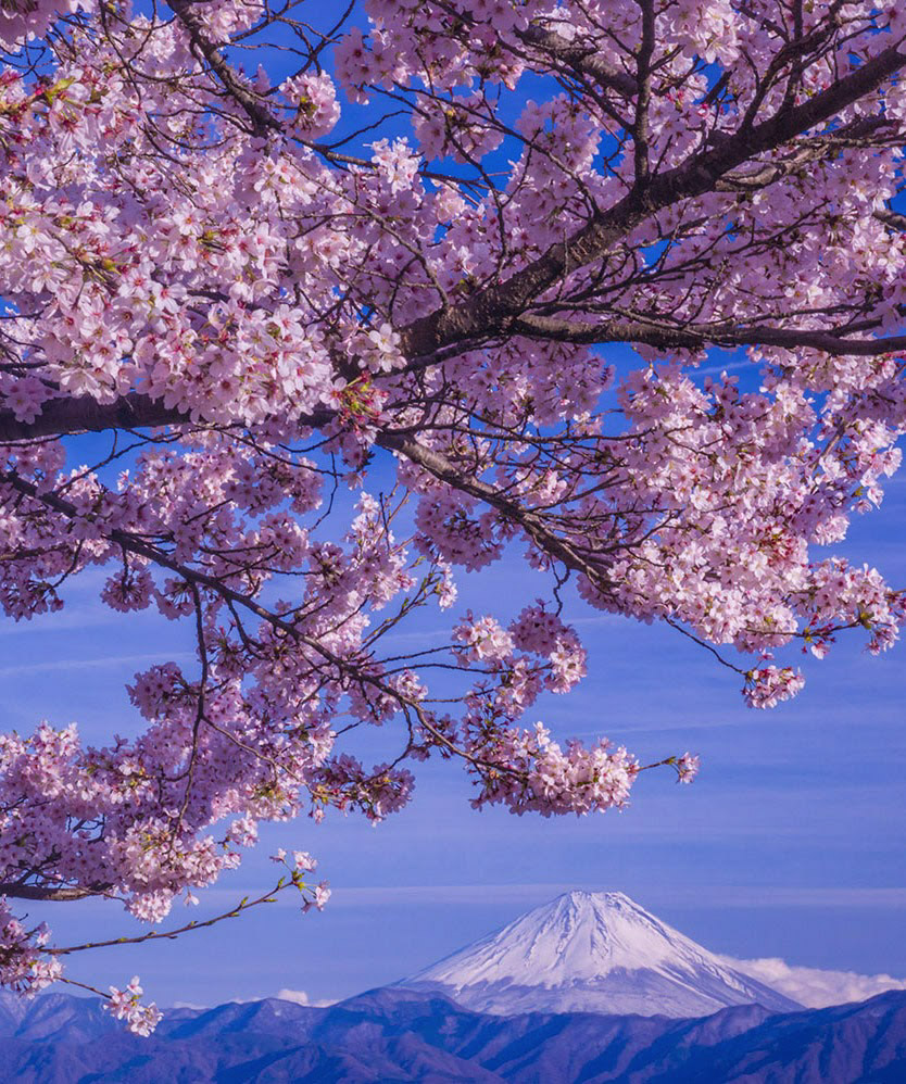 ソメイヨシノ咲く 南アルプス市で以前撮影 #富士山　#桜　#mtfuji
